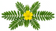 Safed Musli